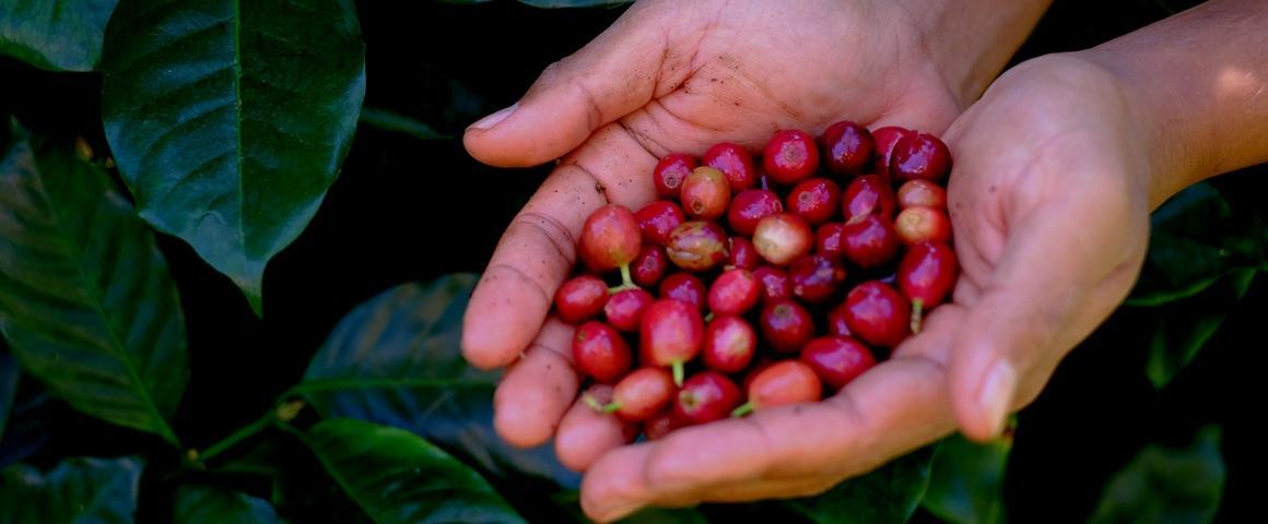 Récolte manuelle de cerises de café Arabica, dans la région de Kintamani en Indonésie © A. Rival, Cirad